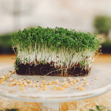 Green Amaranthus Microgreens